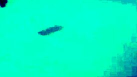 ebony see-through swimsuit underwater