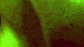 submissive blonde lesbian slave prepared for mistress