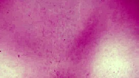 priyanshisharma14 shows off her beautiful ass in a sexy fucking scene