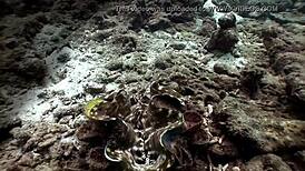 Croc sexy bikini girl posing on the beach with a playful twist