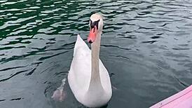 Hey, check out my miniskirt boat ride at Lake Kawaguchi! 🚤