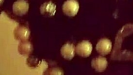 Sloppy BBW Escort Rips Clothes For Spit-Filled Blowjob