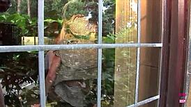 I Feel Curious Blonde Lesbian Friend Eating Pussy While Squeezing Big Tits