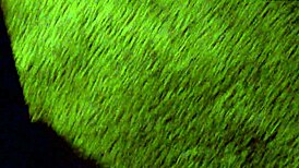 Can I lick your pregnant slut? blowjob sucking rimjob