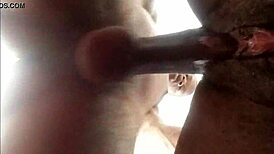 Black couple fucks pussy in homemade close-up