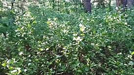 Helping a Stranger Cum with a Strapon in Public Forest - Lesbian Illusion Girls