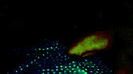 Yorgelis Kent and Erika Schwarzenberg Venezuelan Sex