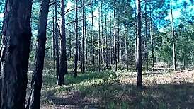 فويور هالوين صدر صغير وكبير مكشوف