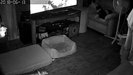 Wife Gives Intense Blowjobs And Sucking Sessions To Her Husband In Their Bedroom