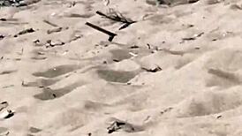 Exhibitionism on the beach with seghe and pompini 😈