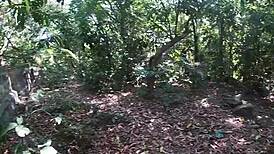 safado dragged the putinha to the mato for some fun 😏