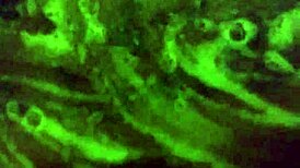 Mzkiwi Tries Anal Assfucking for the First Time in Shower