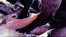 Watch This Whore Get Banged In A Wild Gangbang!