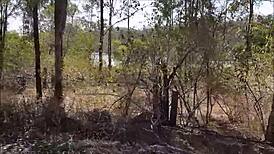 guy jerks off in the bush outdoors