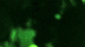 Couple Wife Blows Big Black Cock Outdoor Publicly