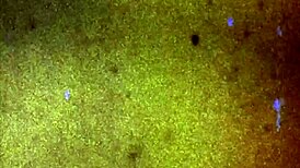 Femout xxx debuts Ashly Baker in an intriguing video featuring shemale elements, pierced nipples, and anal toys.