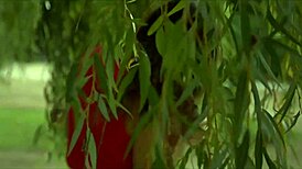 Public bush go around with outdoor cumshot