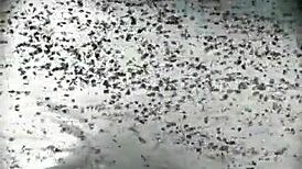 sexy latina shows off her big ass in amateur display