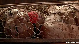 ebony woman bound in back arch bondage zipper for rough fucking