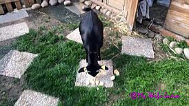 My Big Cock Awaits You for Intense Fun and a Full Mouth Finish