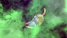 Latina brunette fucks on the beach and swallows cum after doggystyle assfucking