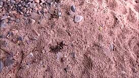 Strandsex - sexig milf böjd över för doggystyle vid stranden