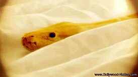 skin so bronze and lovely