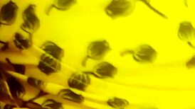 Vietnamese teen intensely masturbates with a cucumber.