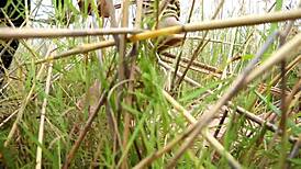 I’m tied up in nude hentai bondage, feeling so helpless right now