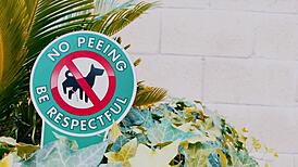 Kabrina's first doggystyle breeding creampie with anal rimming and ass eating