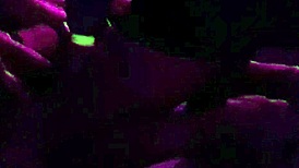 Aventuras do casal matttos - na casa swing ninguem e de ninguem, i get so excited in group lesbian orgy.