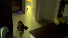 Jebem svoju webcam priateľku RIADNE v pozícii cowgirl!