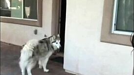 Felicity the fit cat is a slutty comic relief