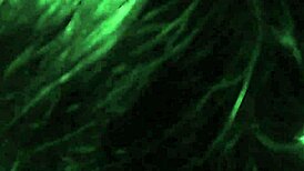 mature woman humiliates sissy with strapon in pov scene. amateurs join for intense assplay and orgasm.