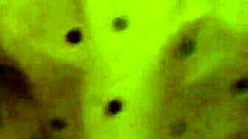 Amber Crider's Fat Ass BBW Wife Gets Fucked and Cumshot