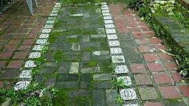 The cute French girl with big tits sucks an elder's cock eagerly.