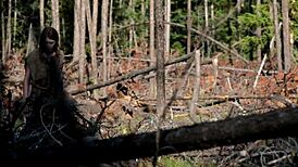 Naked Girl Masturbates in Forest Setting