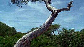 Outdoor Strip Teases With Dildo And Ripped Clothes