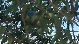 haha, meando desde un arbol en la gral paz lol