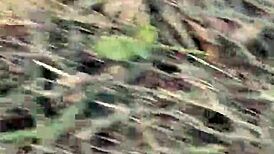 haha, meando desde un arbol en la gral paz lol