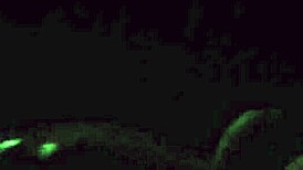 Homemade video of my wife's intimate handjob moment