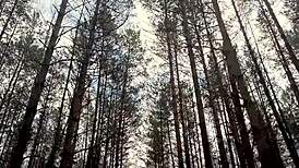 Pieni ruskeaverikkö kumartuu doggystyle-anaaliin sisäänlaskuun ulkona järvellä