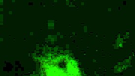 The raw milf comadre sucking the big cock