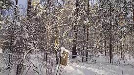 Taxi Driver Creampies Big Ass Girl In Deep Woods