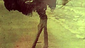 Vintage tabu scéna s chlupatou kundou ohnutou doggy venku