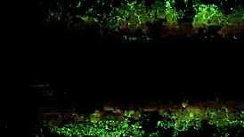 vintage erotic illustration