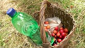 Grandparents discover nymphomaniac nymph at picnic for passionate oral, blowjob, and handjob sex