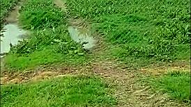 slapping and bending over this european housewife for raw homemade action at the farm