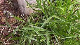 Uber Moto Scooter Ride Leads To Apartment Fucking