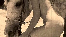 dark lantern entertainment brings vintage hairy beaver classics